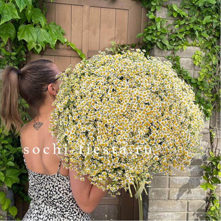 101 ромашка в Дзержинске