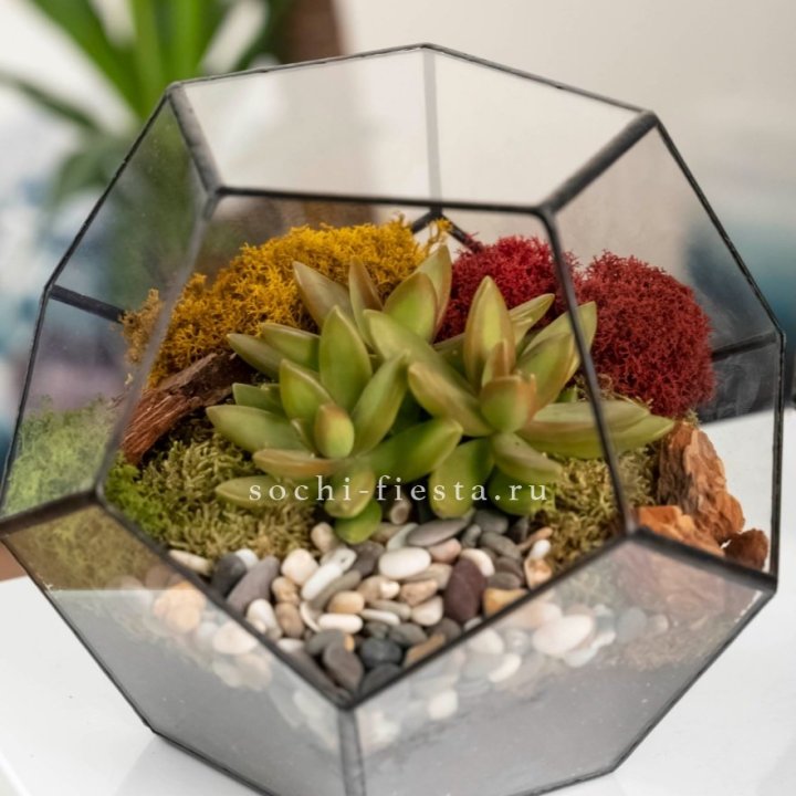 Флорариум “Додекаэдр” с суккулентом Седум в Дзержинске