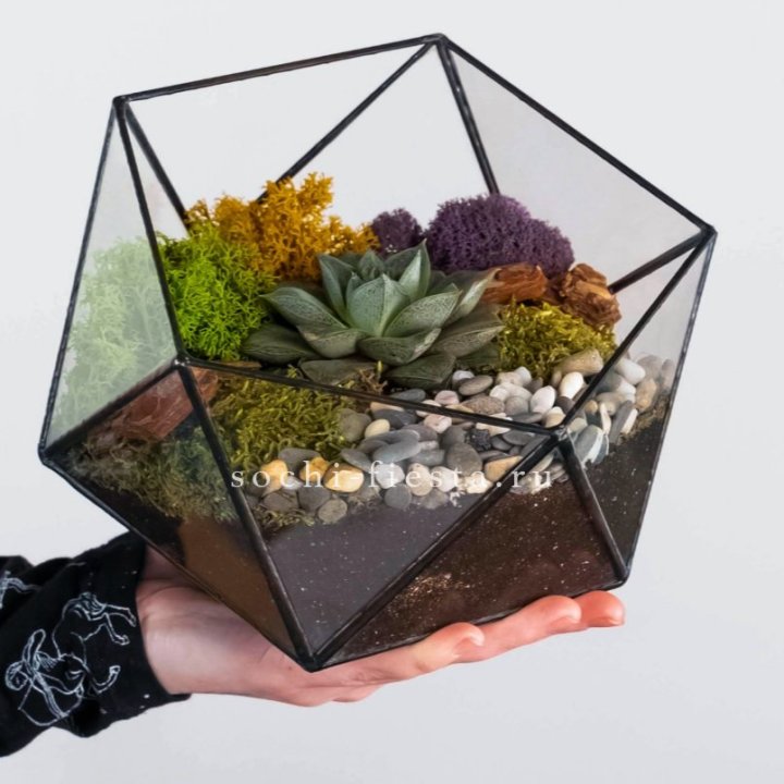 Флорариум “Икосаэдр” с суккулентом Каменная Роза в Дзержинске