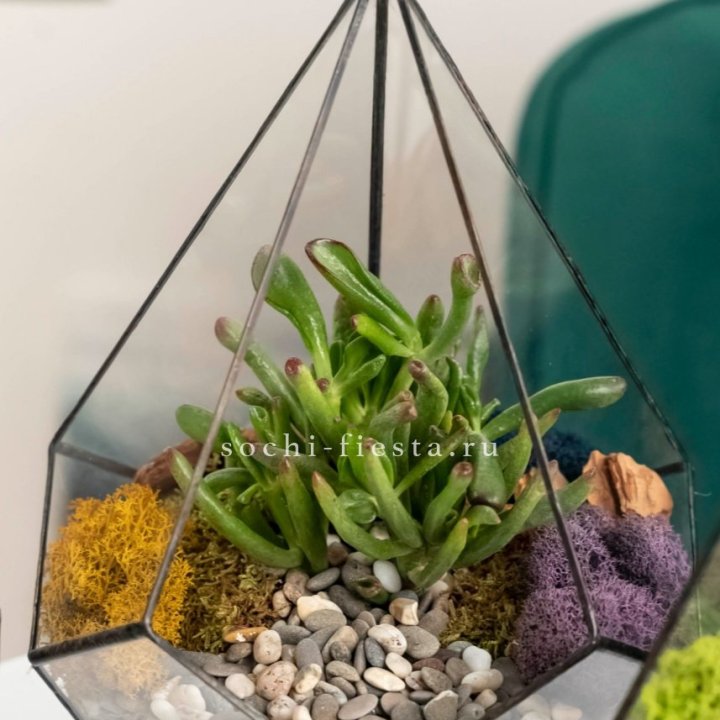 Флорариум “Капля” с суккулентом Крассула Хоббит в Дзержинске