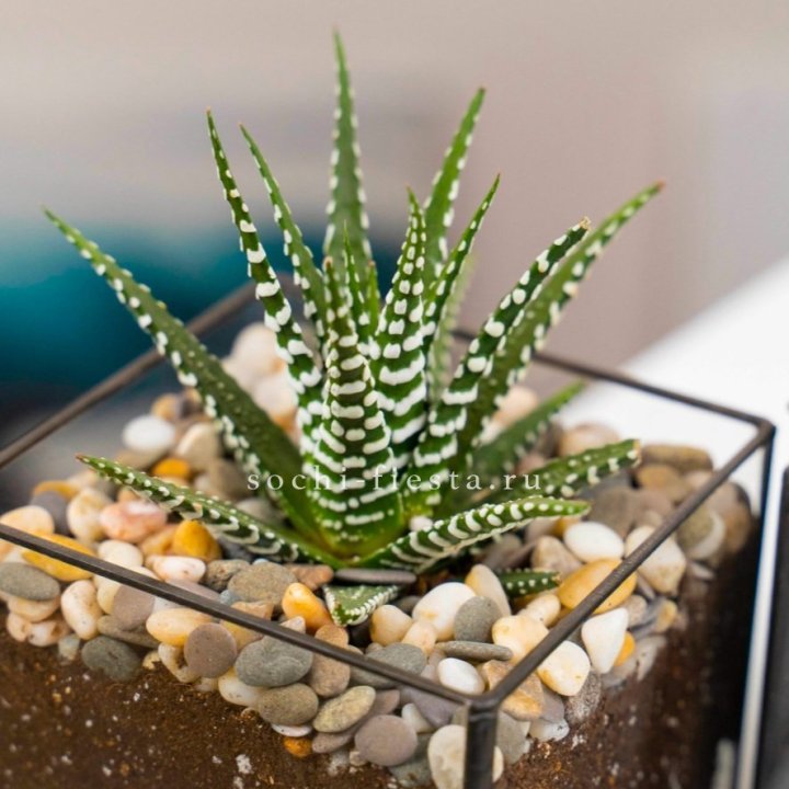 Флорариум Кубик с суккулентом Хавортия в Дзержинске