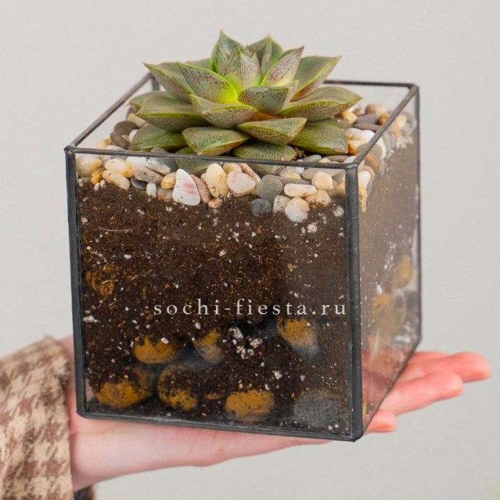 Флорариум Кубик с суккулентом Каменная роза в Дзержинске