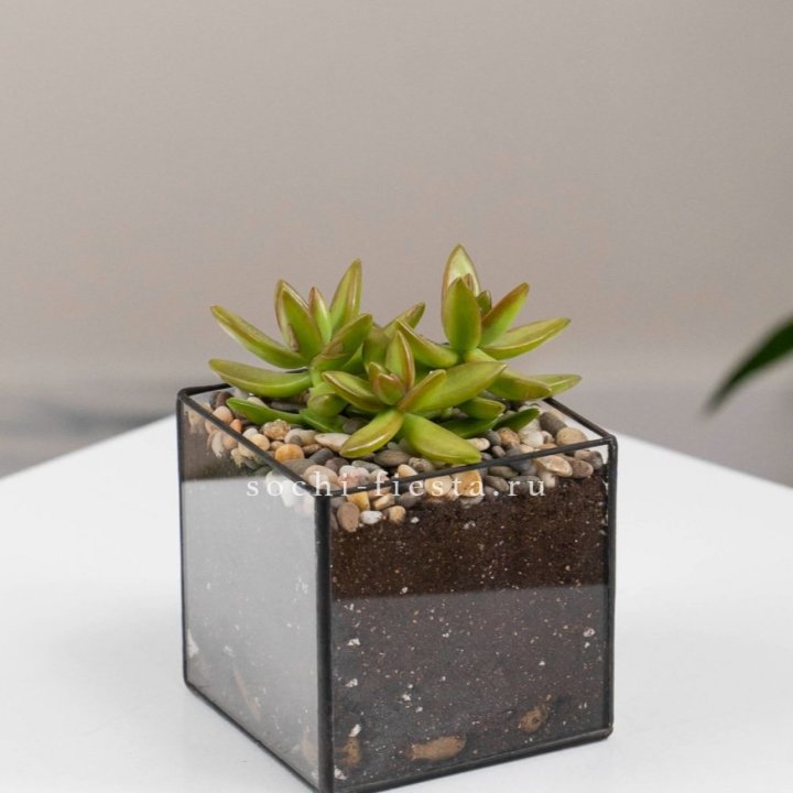 Флорариум Кубик с суккулентом Седум в Дзержинске