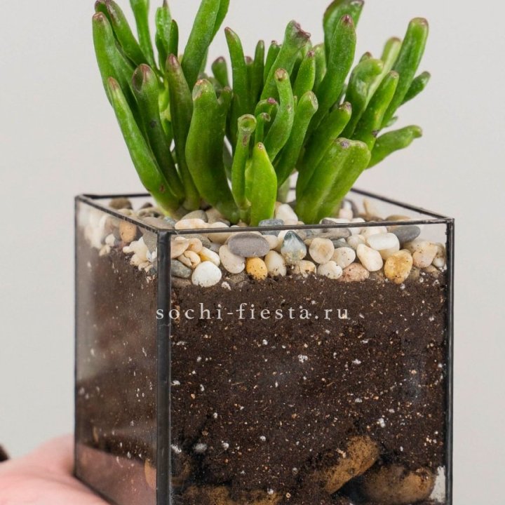 Флорариум Кубик с суккулентом Хоббит в Дзержинске