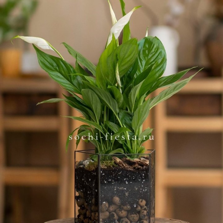Спатифиллум в кашпо Пятиугольник в Дзержинске