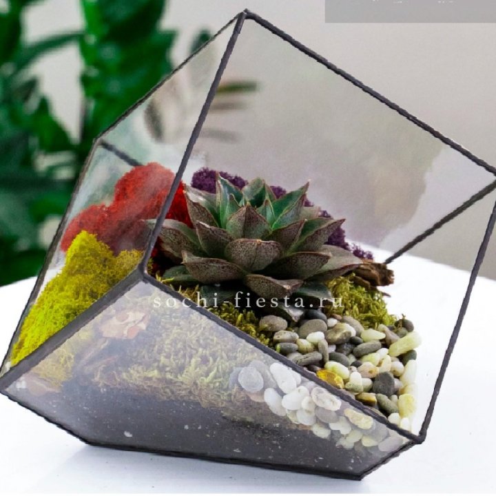 Флорариум Куб усеченный с суккулентом Каменная роза в Дзержинске