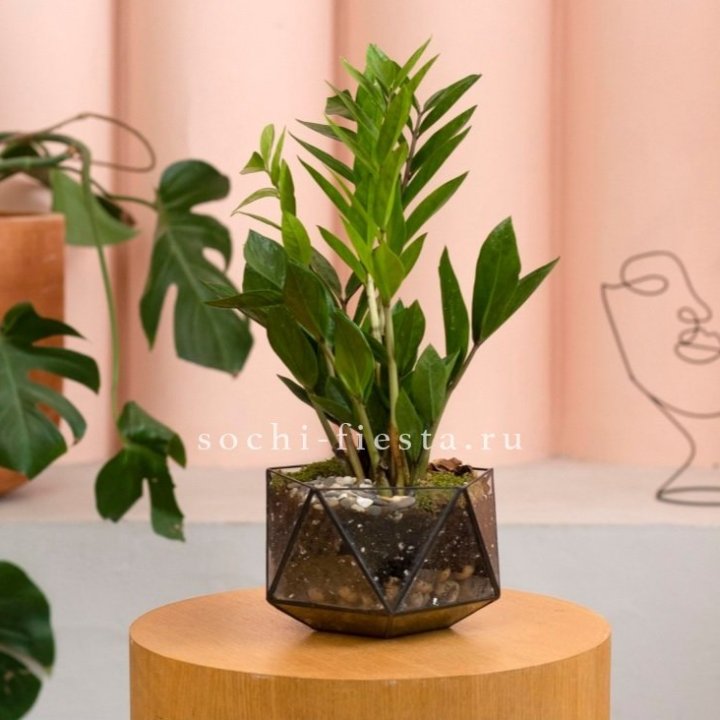 Замиокулькас в кашпо Икосаедр в Дзержинске