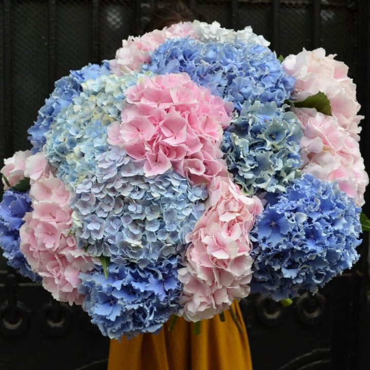 Букет гортензий "Фонтан" в Дзержинске