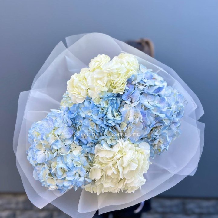 5 бело-голубых гортензий в Дзержинске