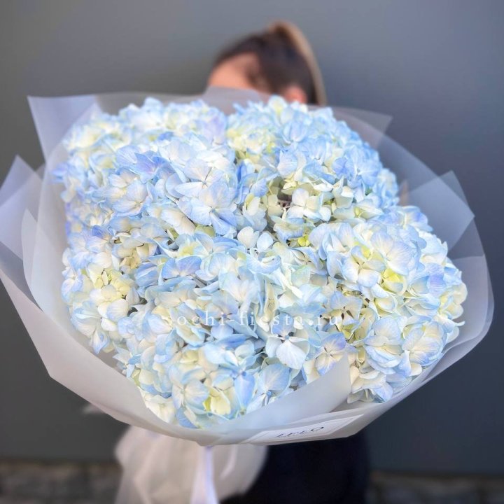 5 голубых гортензий в Дзержинске