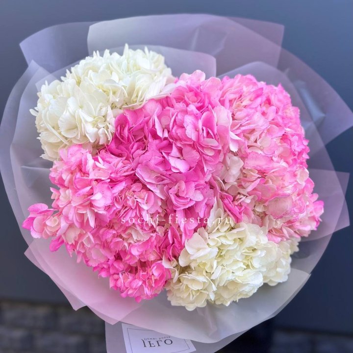 5 бело-розовых гортензий в Дзержинске