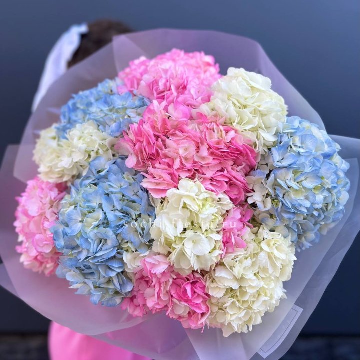 11 гортензий микс в Дзержинске