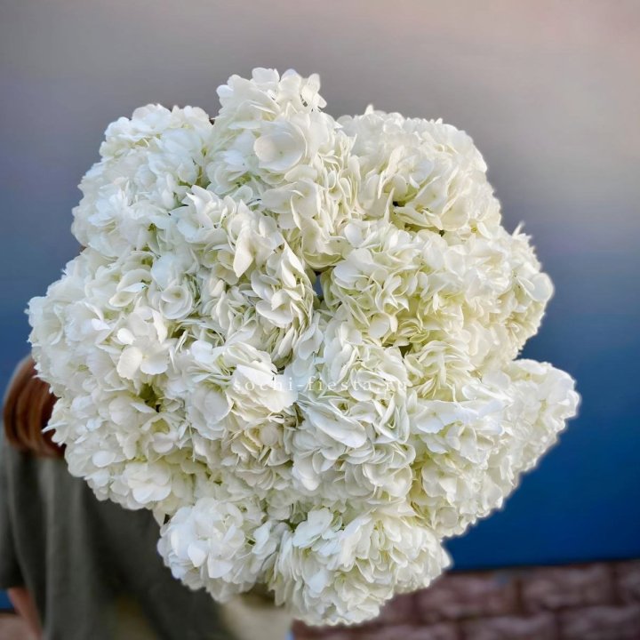Охапка белой гортензии в Дзержинске