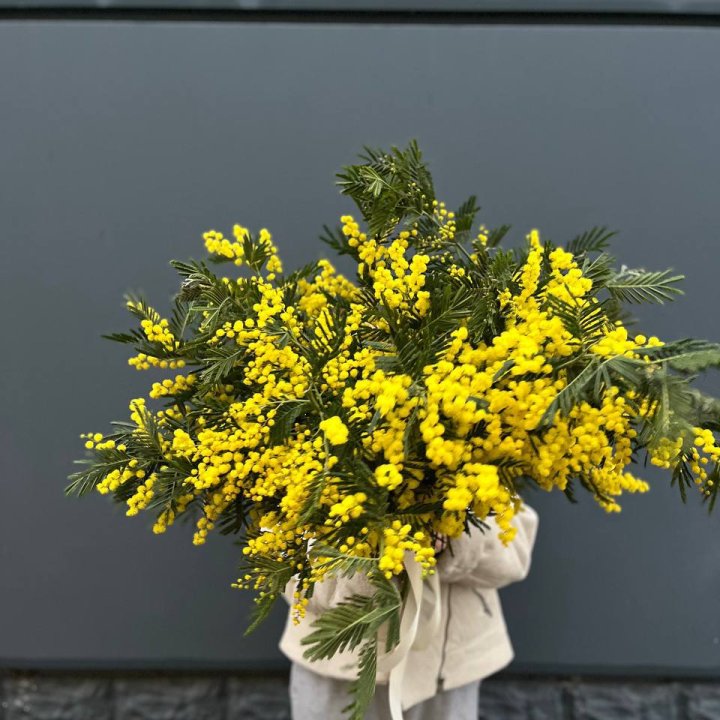 Охопка мимозы в Дзержинске