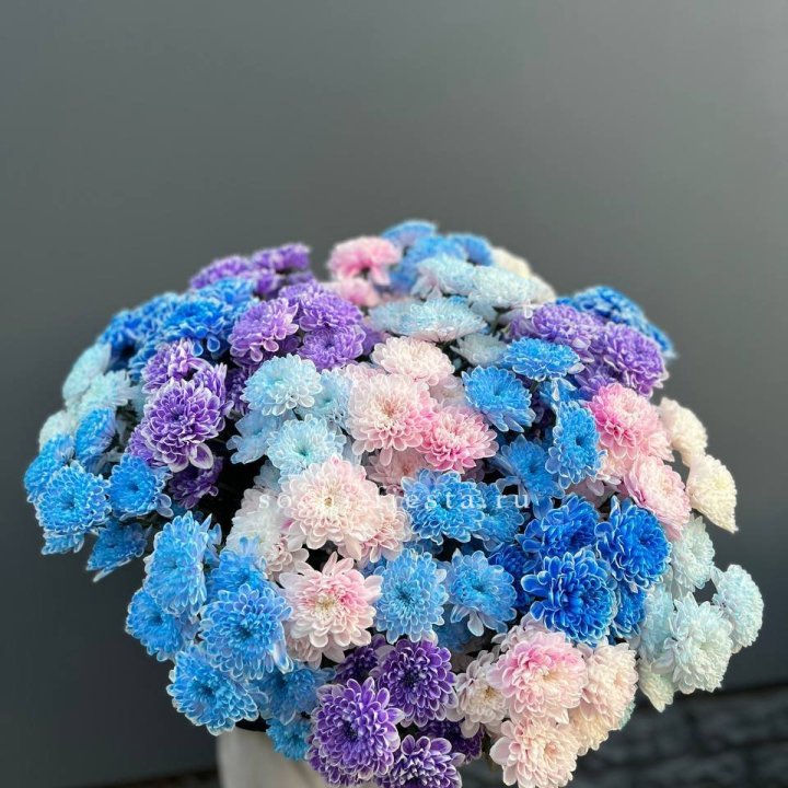 25 цветных хризантем в Дзержинске