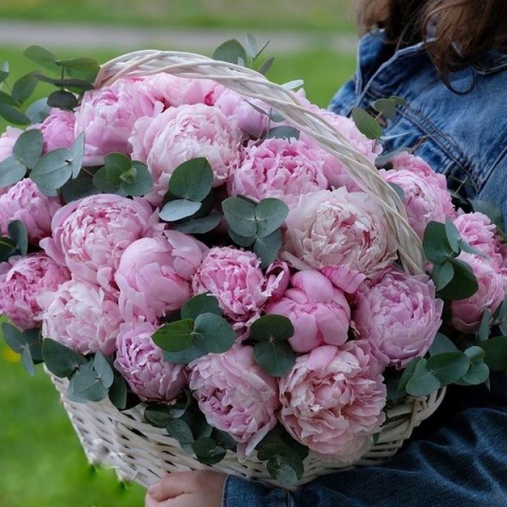 51 пион в корзине в Дзержинске