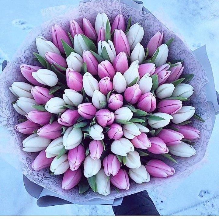 101 тюльпан "Лолипоп" в Дзержинске